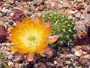ყვითელი Cob Cactus შიდა მცენარეები ფოტო