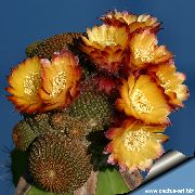 oranžinis Cob Kaktusas Vidinis augalai nuotrauka