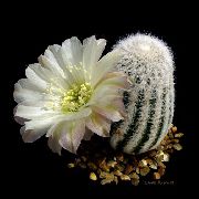 fotografija bela Sobne Rastline Storžev Kaktus