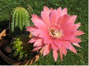 ფოტო ვარდისფერი შიდა მცენარეები Cob Cactus