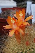 fotografie oranžový Pokojové rostliny Matucana