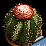 foto Turks Head Kaktus Zimmerpflanzen