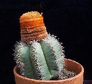 foto roze Kamerplanten Turken Hoofd Cactus
