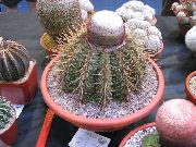 fotografija rožnat Sobne Rastline Turki Glave Kaktus