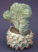 fotografija bela Sobne Rastline Modra Sveča, Borovnica Cactus