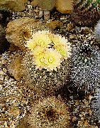 ყვითელი Neoporteria შიდა მცენარეები ფოტო