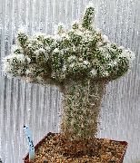 フォト ピンク 屋内植物 Oreocereus
