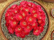 rosa Sulcorebutia Plantas de interior foto