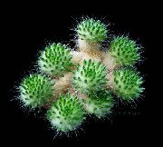 снимка Tephrocactus Стайни растения