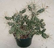 снимка бял Стайни растения Tephrocactus