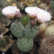 снимка бял Стайни растения Tephrocactus