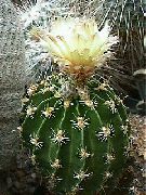 ყვითელი Hamatocactus შიდა მცენარეები ფოტო