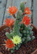 foto Cactus De Maní Plantas de interior