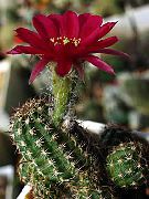 photo vineux Plantes d'intérieur Arachides Cactus