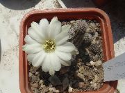 бял Фъстъчено Кактус Стайни растения снимка