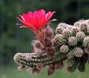 foto roze Sobne biljke Kikiriki Kaktus