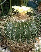 fotografija Eriocactus Sobne Rastline