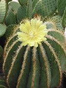 kollane Eriocactus Toataimed foto