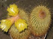foto gul Krukväxter Eriocactus