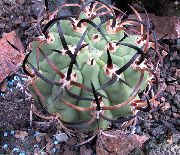 fotoğraf pembe Kapalı bitkiler Eriosyce