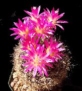 kuva vaaleanpunainen Huonekasvit Eriosyce