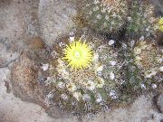 sarı Eriosyce Kapalı bitkiler fotoğraf