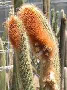 снимка бял Стайни растения Espostoa, Перуанската Старец Кактус