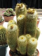 foto gelb Zimmerpflanzen Ball Cactus