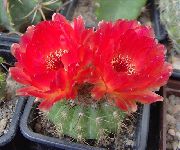 ფოტო წითელი შიდა მცენარეები ბურთი Cactus