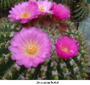 ružový Guľa Kaktus Izbové Rastliny fotografie