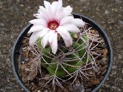 foto vit Krukväxter Boll Kaktus