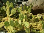 photo yellow Indoor plants Prickly Pear