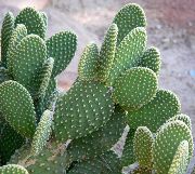 foto geel Kamerplanten Cactusvijg
