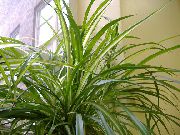 photo green  Spider Plant
