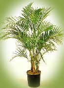 foto verde Plantas de interior Curly Palm, Kentia Palm, Paradise Palm