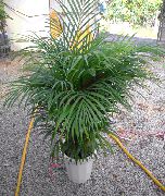 дерево Хрізалідокарпус, Домашні рослини фото