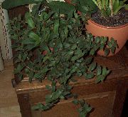緑色 Cyanotis 屋内植物 フォト