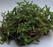 снимка зелен Стайни растения Cyanotis