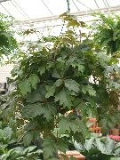 fotografija temno zelena Sobne Rastline Ivy Grape, Hrast Leaf Ivy