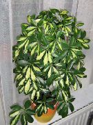 строкатий Шеффлера (Гептаплерум) Домашні рослини фото