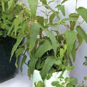 снимка зелен Стайни растения Каучуково Дърво