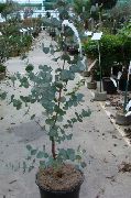 снимка зелен Стайни растения Каучуково Дърво