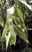 zelena Eukaliptus Sobne biljke foto