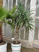 树 丝兰，亚当斯针, 室内植物 照片