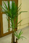 photo green Indoor plants Yucca, Adams Needle