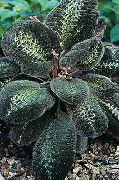 снимка на петна Стайни растения Bertolonia, Бижу За Растителна