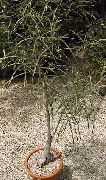 bäume Brachychiton, Zimmerpflanzen foto