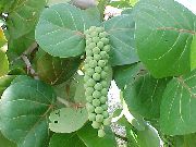 zdjęcie zielony Rośliny domowe Coccoloba (Na Morze Winogron)