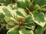 rengârenk Pisonia Kapalı bitkiler fotoğraf