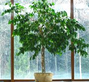 árvore Pisonia, Plantas de interior foto